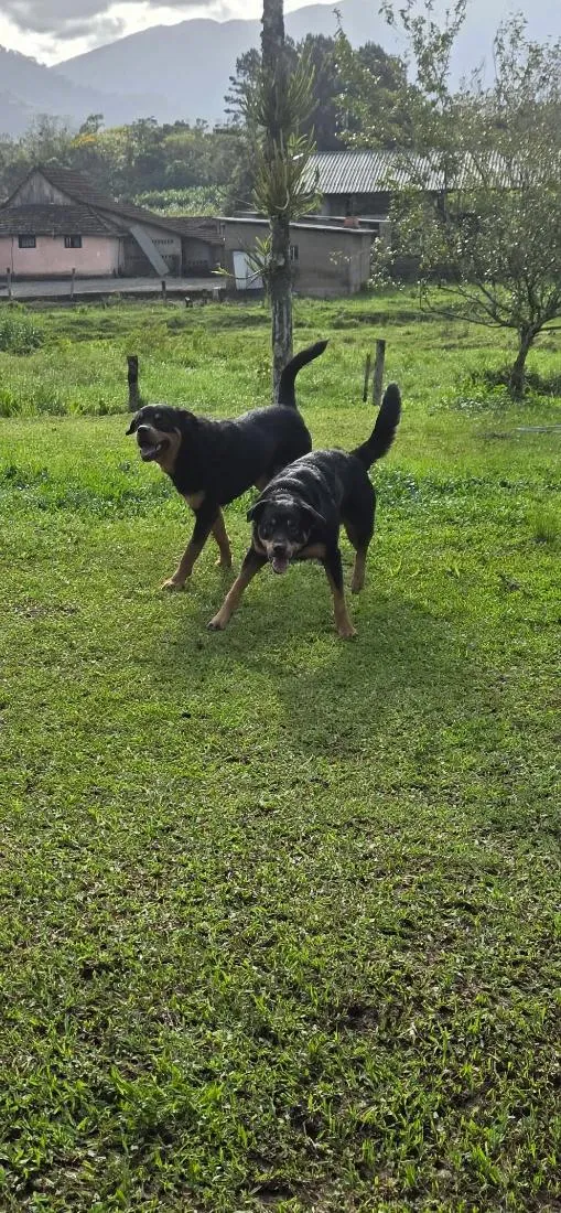 Cachorro raça Rottweiler idade 2 anos nome zurry e zaack
