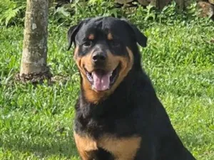 Cachorro raça Rottweiler idade 2 anos nome zurry e zaack