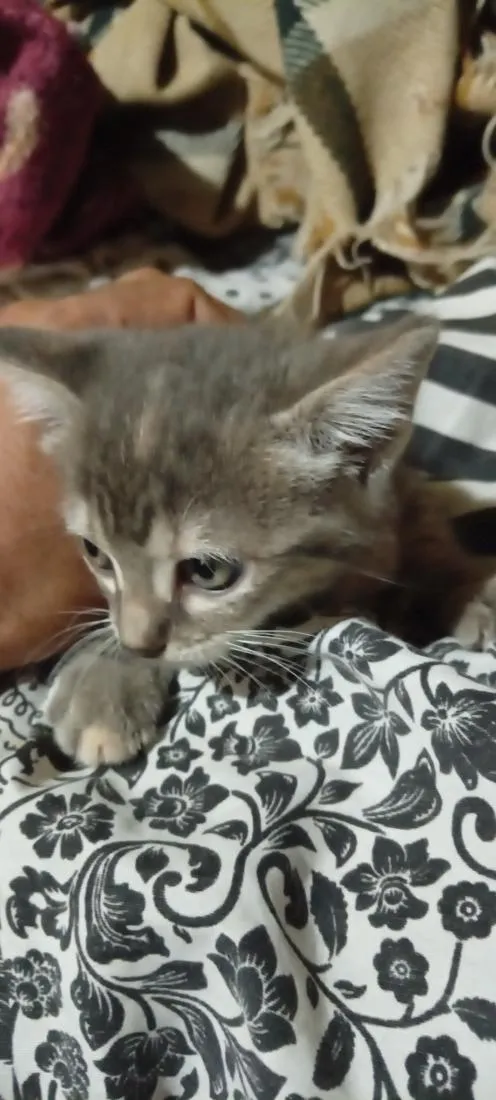 Gato raça SRD-ViraLata idade 2 a 6 meses nome indefinido 