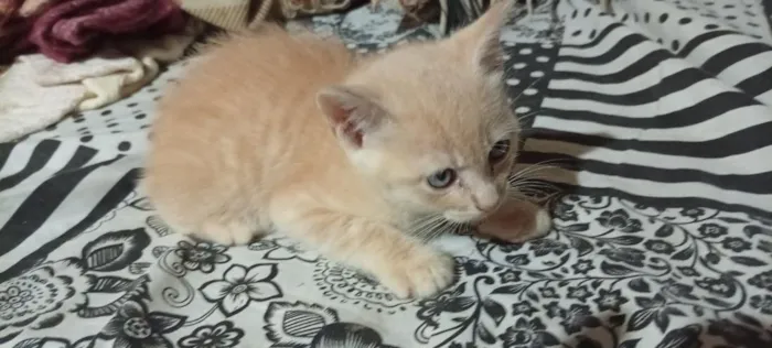 Gato raça SRD-ViraLata idade 2 a 6 meses nome indefinido 