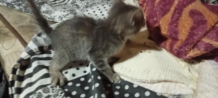 Gato raça SRD-ViraLata idade 2 a 6 meses nome indefinido 