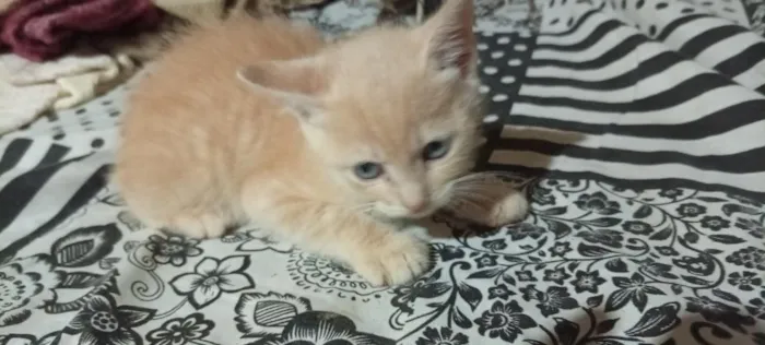Gato raça SRD-ViraLata idade 2 a 6 meses nome indefinido 