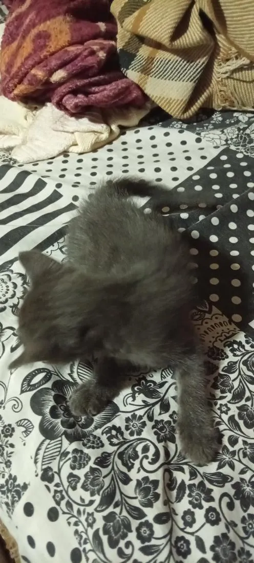 Gato raça SRD-ViraLata idade 2 a 6 meses nome indefinido 