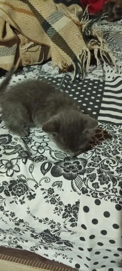Gato raça SRD-ViraLata idade 2 a 6 meses nome indefinido 