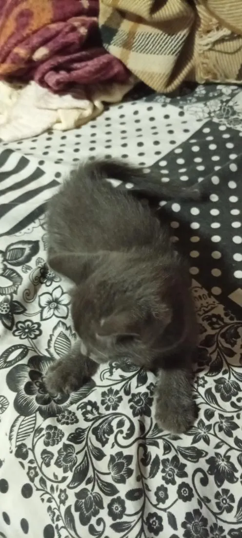 Gato raça SRD-ViraLata idade 2 a 6 meses nome indefinido 