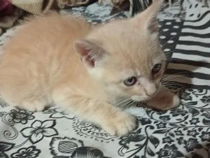 Gato raça SRD-ViraLata idade 2 a 6 meses nome indefinido 