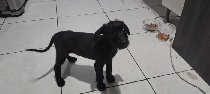 Cachorro raça SRD-ViraLata idade 2 a 6 meses nome sem nome