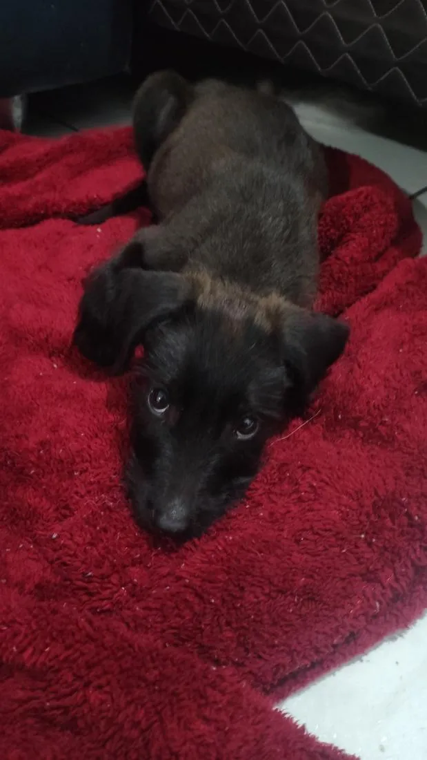 Cachorro raça SRD-ViraLata idade 2 a 6 meses nome sem nome
