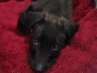 Cachorro raça SRD-ViraLata idade 2 a 6 meses nome sem nome