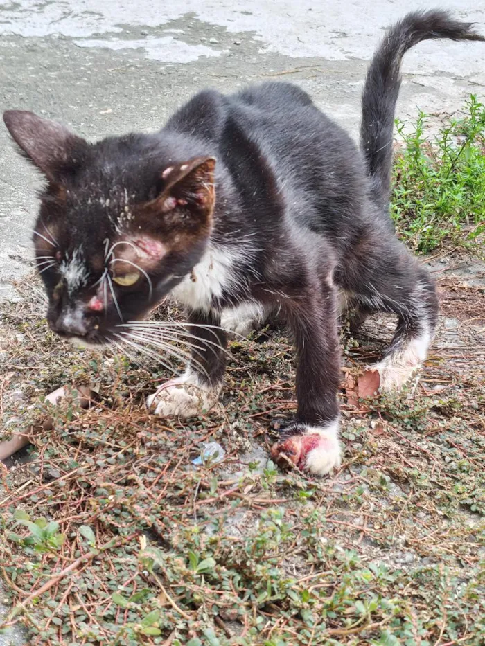 Gato raça SRD-ViraLata idade 2 anos nome León 