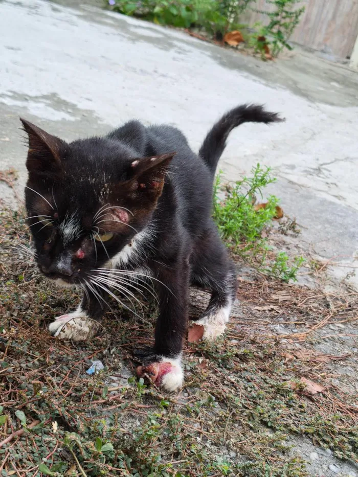 Gato raça SRD-ViraLata idade 2 anos nome León 
