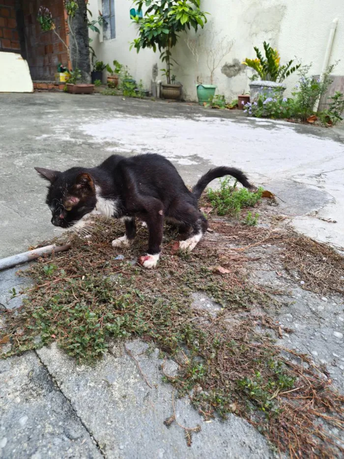 Gato raça SRD-ViraLata idade 2 anos nome León 