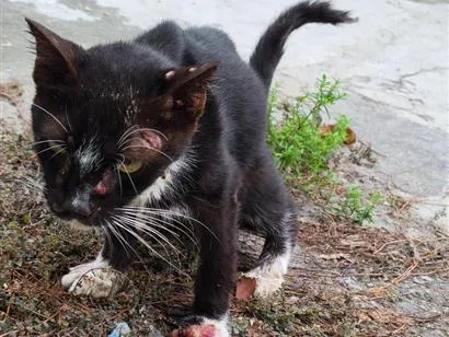 Gato raça SRD-ViraLata idade 2 anos nome León 