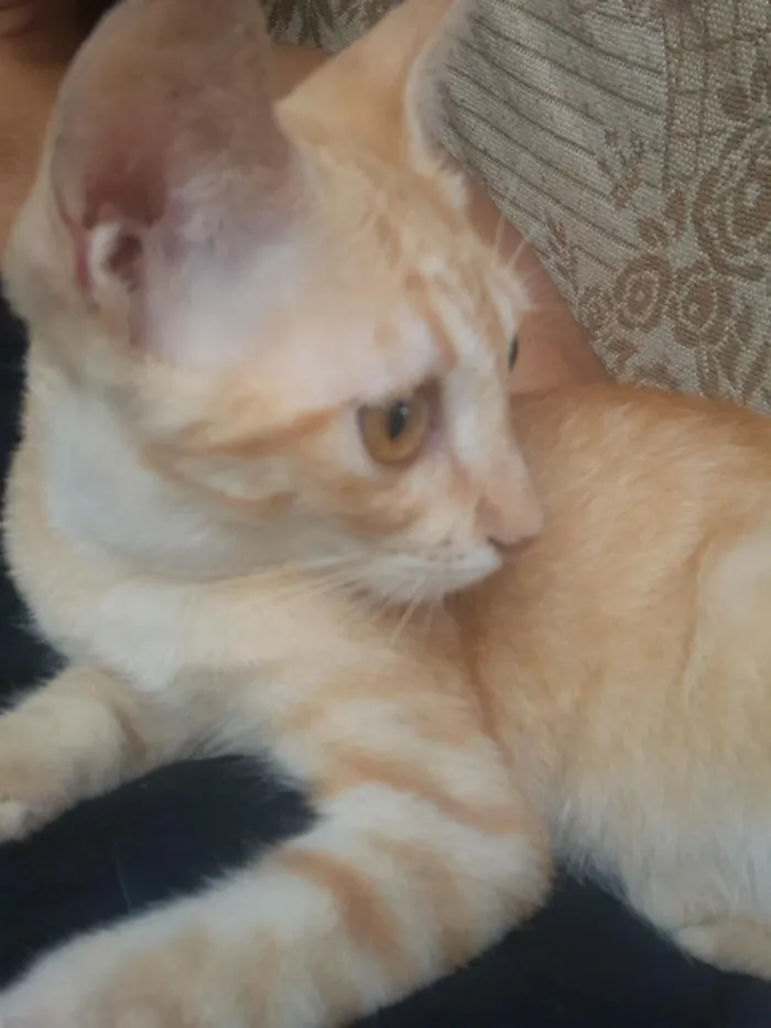 Gato raça SRD-ViraLata idade 2 a 6 meses nome Lion