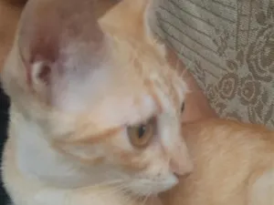 Gato raça SRD-ViraLata idade 2 a 6 meses nome Lion