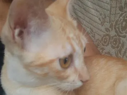 Gato raça SRD-ViraLata idade 2 a 6 meses nome Lion