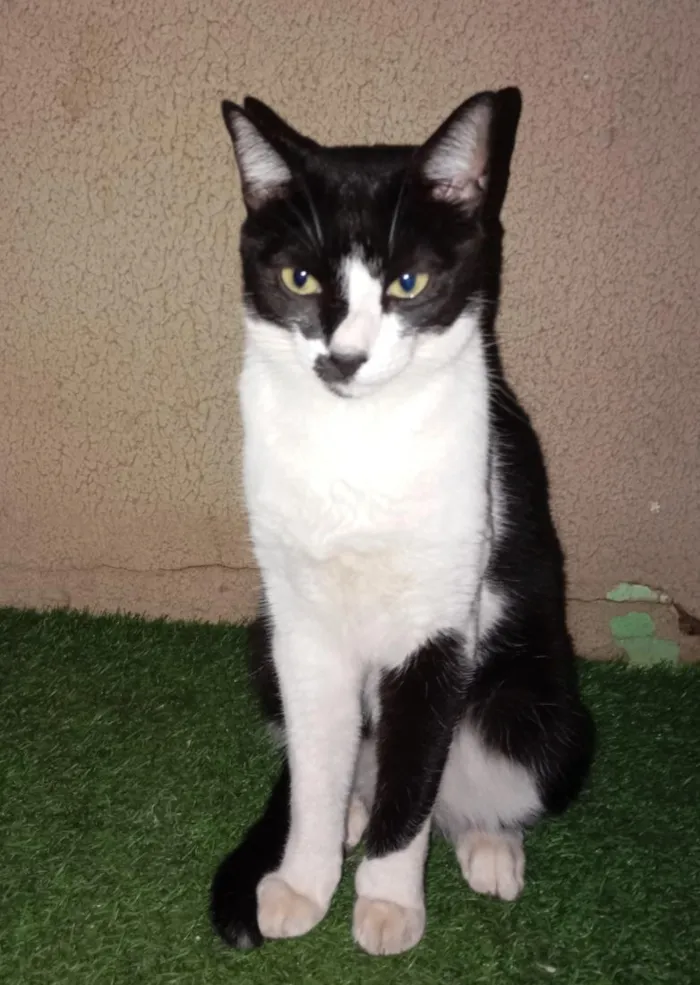 Gato raça SRD-ViraLata idade 3 anos nome Apolo