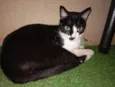 Apolo