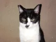 Apolo