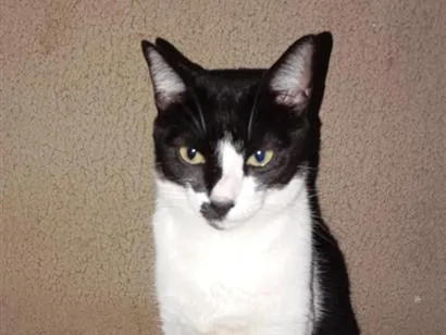 Gato raça SRD-ViraLata idade 3 anos nome Apolo