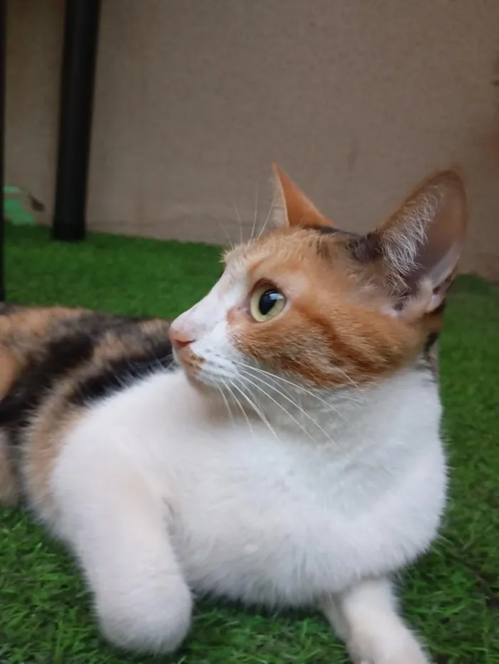 Gato raça SRD-ViraLata idade 2 anos nome Aurora