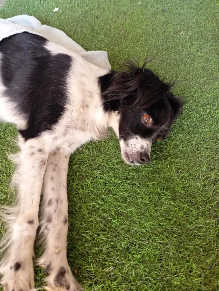 Cachorro raça SRD-ViraLata idade 2 a 6 meses nome Amora