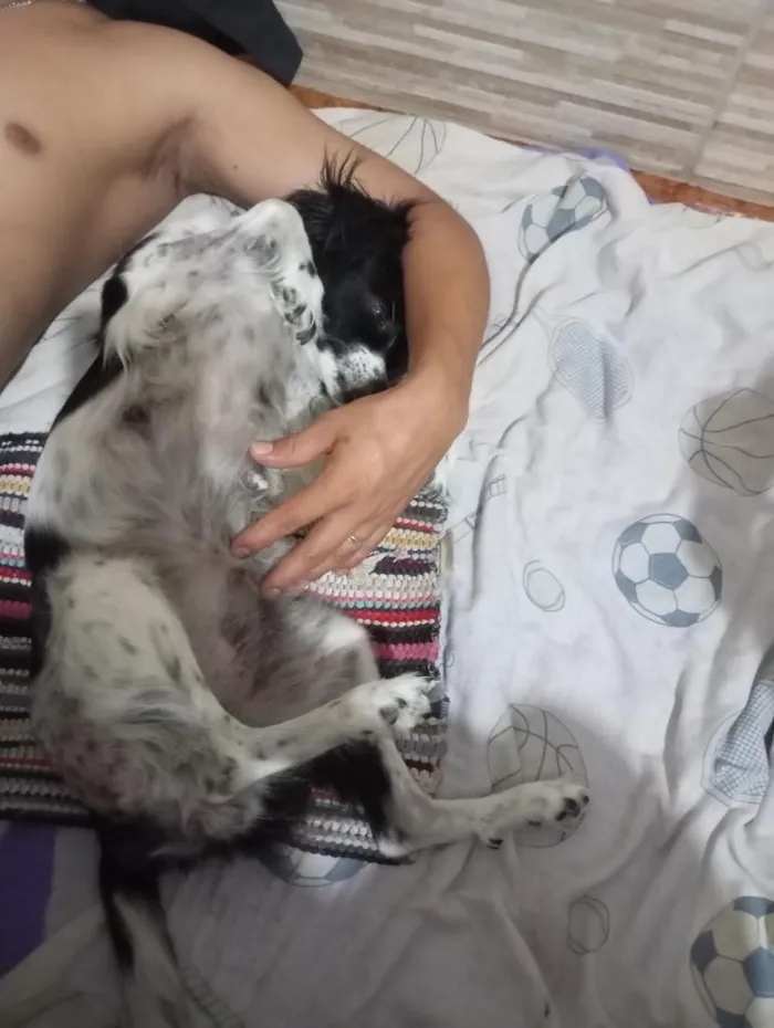 Cachorro raça SRD-ViraLata idade 2 a 6 meses nome Amora