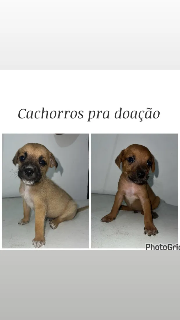 Cachorro raça SRD-ViraLata idade 2 a 6 meses nome Não tem nome 