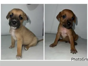 Cachorro raça SRD-ViraLata idade 2 a 6 meses nome Não tem nome 