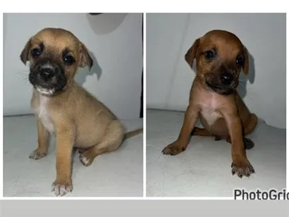 Cachorro raça SRD-ViraLata idade 2 a 6 meses nome Não tem nome 
