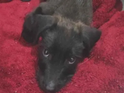 Cachorro raça SRD-ViraLata idade 2 a 6 meses nome sem nome