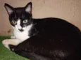 Apolo