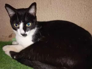 Gato raça SRD-ViraLata idade 3 anos nome Apolo