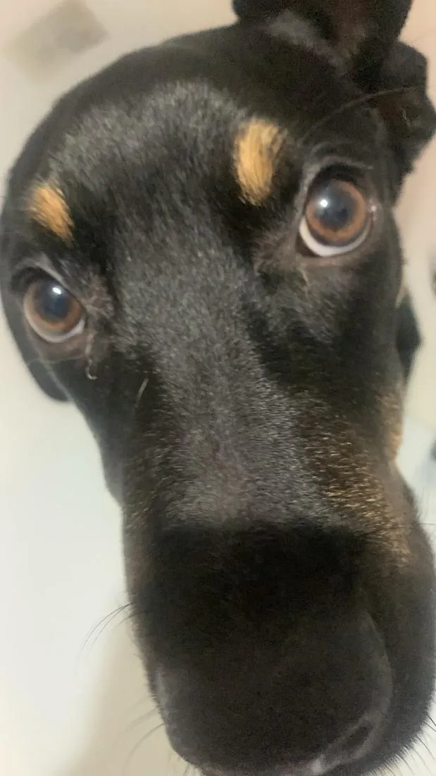 Cachorro raça SRD-ViraLata idade 2 a 6 meses nome EXU
