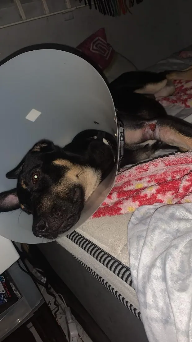 Cachorro raça SRD-ViraLata idade 2 a 6 meses nome EXU