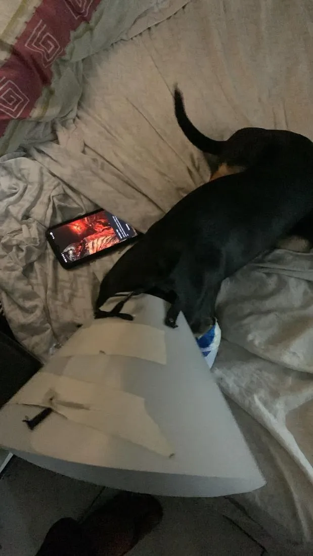 Cachorro raça SRD-ViraLata idade 2 a 6 meses nome EXU