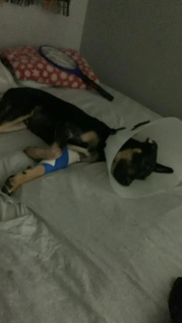 Cachorro raça SRD-ViraLata idade 2 a 6 meses nome EXU