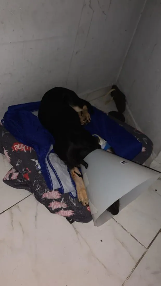 Cachorro raça SRD-ViraLata idade 2 a 6 meses nome EXU