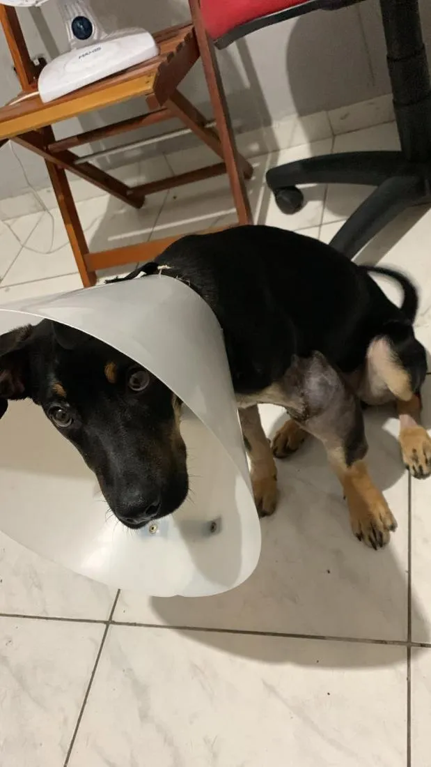 Cachorro raça SRD-ViraLata idade 2 a 6 meses nome EXU