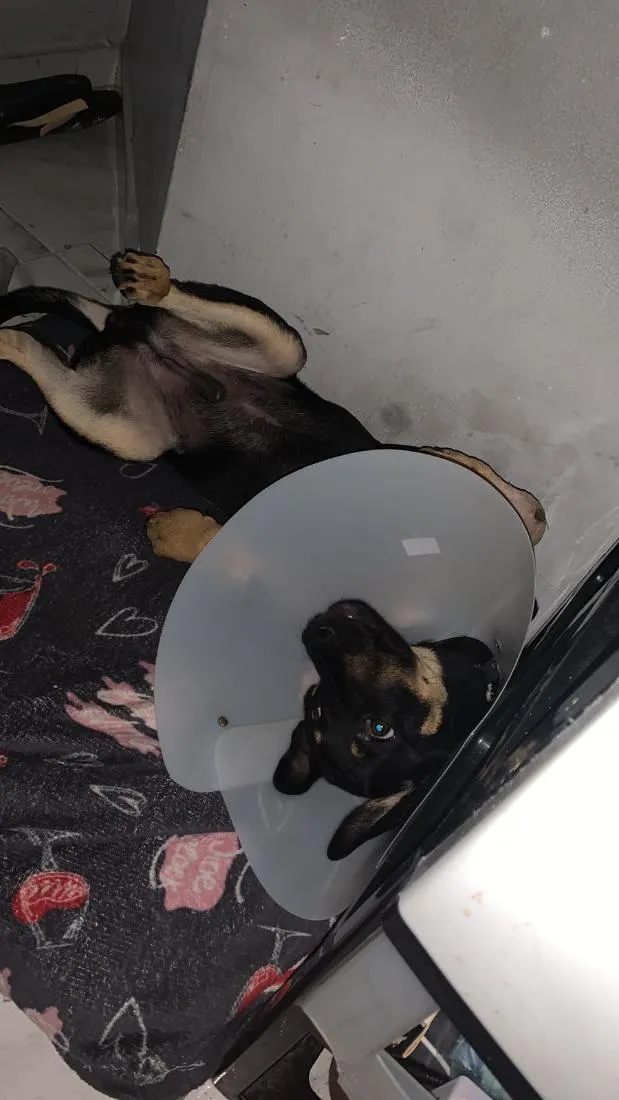 Cachorro raça SRD-ViraLata idade 2 a 6 meses nome EXU