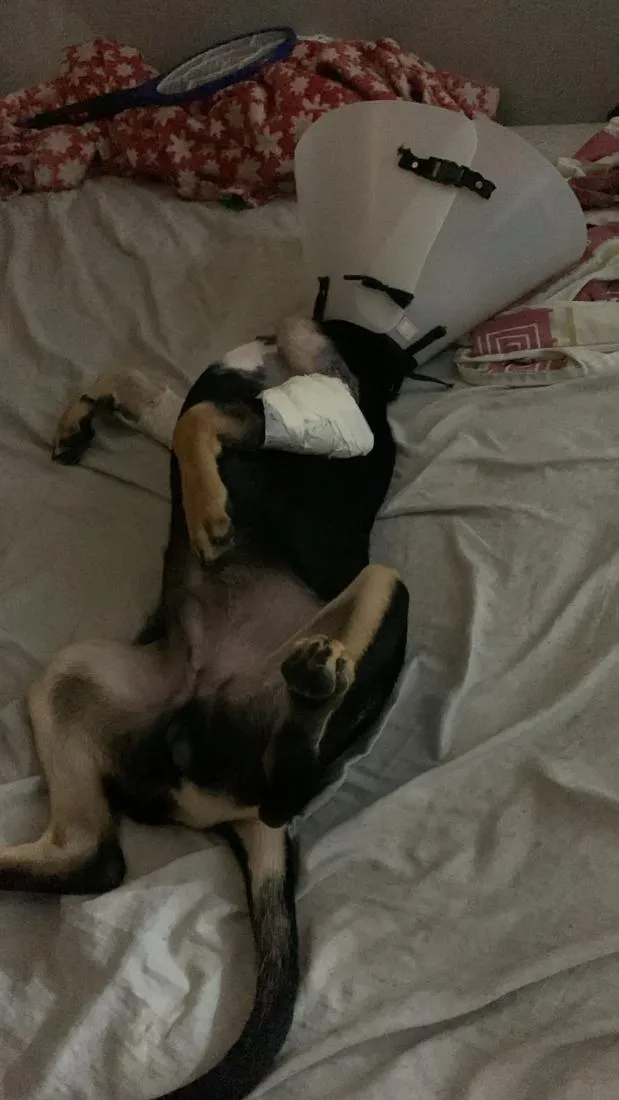 Cachorro raça SRD-ViraLata idade 2 a 6 meses nome EXU
