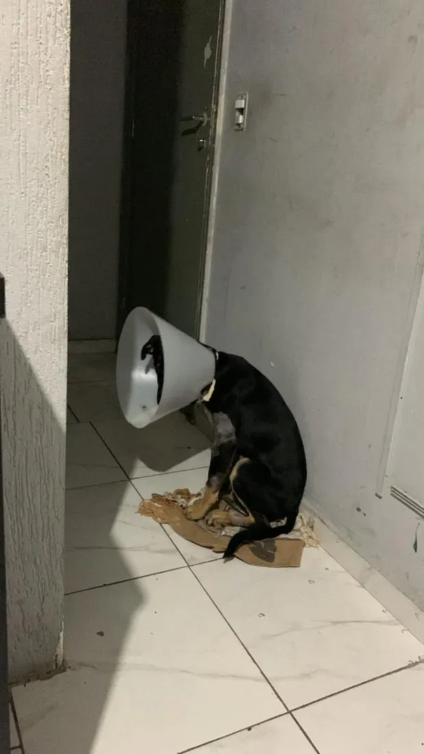 Cachorro raça SRD-ViraLata idade 2 a 6 meses nome EXU