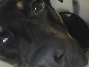 Cachorro raça SRD-ViraLata idade 2 a 6 meses nome EXU