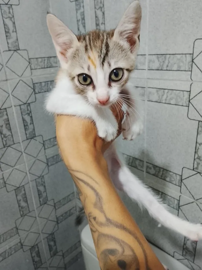Gato raça SRD-ViraLata idade Abaixo de 2 meses nome Lili