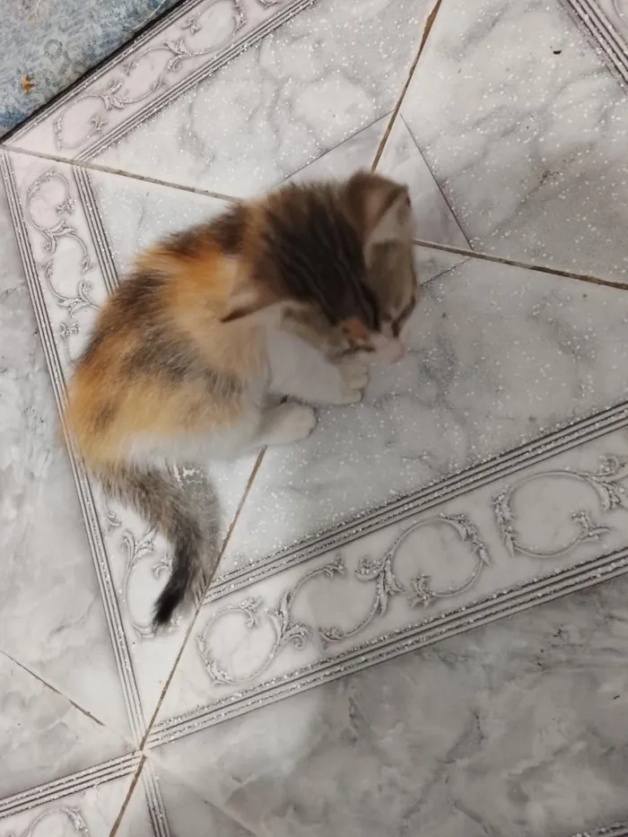 Gato raça SRD-ViraLata idade Abaixo de 2 meses nome Lili