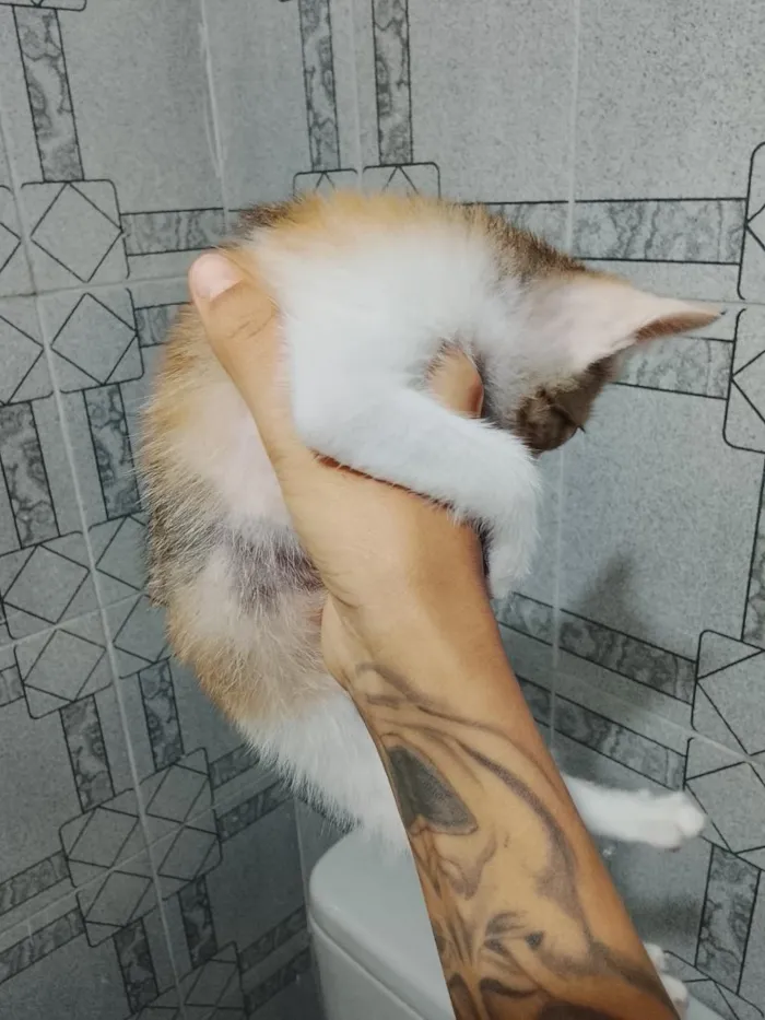Gato raça SRD-ViraLata idade Abaixo de 2 meses nome Lili