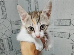 Gato raça SRD-ViraLata idade Abaixo de 2 meses nome Lili