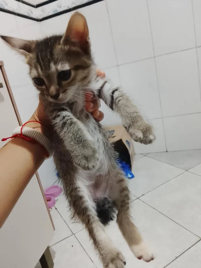 Gato raça SRD-ViraLata idade Abaixo de 2 meses nome Pandora