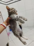 Pandora