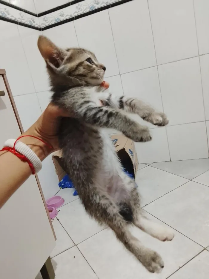 Gato raça SRD-ViraLata idade Abaixo de 2 meses nome Pandora